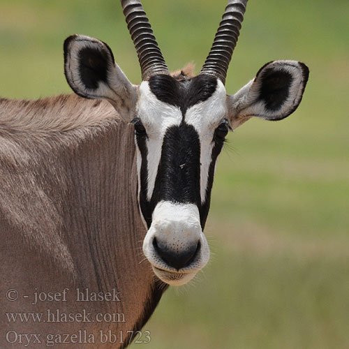 Oryx gazella bb1723