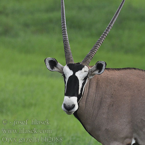 オリックス Oryks południowy Órix Сернобык Beisa โอริกซ์ Орікс 南非劍羚 Oryx gazella Gemsbok Přímorožec jihoafrický Spießbock Oriks-antilopo Oryx gazelle Tiesiaragis oriksas Nyársas antilop