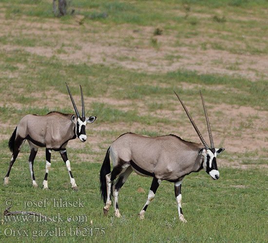 โอริกซ์ Орікс 南非劍羚 Oryx gazella Gemsbok Přímorožec jihoafrický Spießbock Oriks-antilopo Oryx gazelle Tiesiaragis oriksas Nyársas antilop オリックス Oryks południowy Órix Сернобык Beisa
