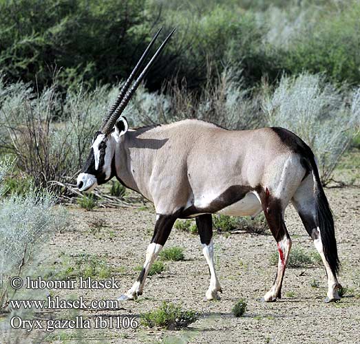 Oryx gazelle Tiesiaragis oriksas Nyársas antilop オリックス Oryks południowy Órix Сернобык Beisa โอริกซ์ Орікс 南非劍羚 Oryx gazella Gemsbok Přímorožec jihoafrický Spießbock Oriks-antilopo