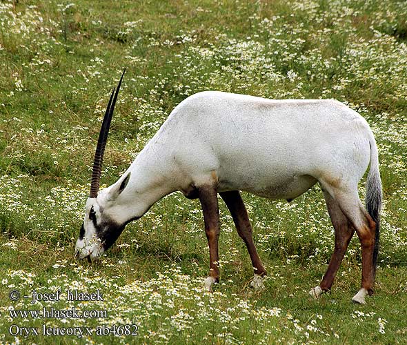Oryks arabski Oryx Přímorožec arabský Orix árabe órices Arabia مها عربية Бял орикс 아라비아영양 ראם לבן Baltasis oriksas アラビアオリックス Белый орикс Valkobeisa Arabisk oryx Arabistan oriksi 阿拉伯大羚羊 Oryx leucoryx Arabian oryx White Arabisk oryx Oryx Arabie Weisse Weiße Arabische oryx beisa Orice Arabia Arab bejza