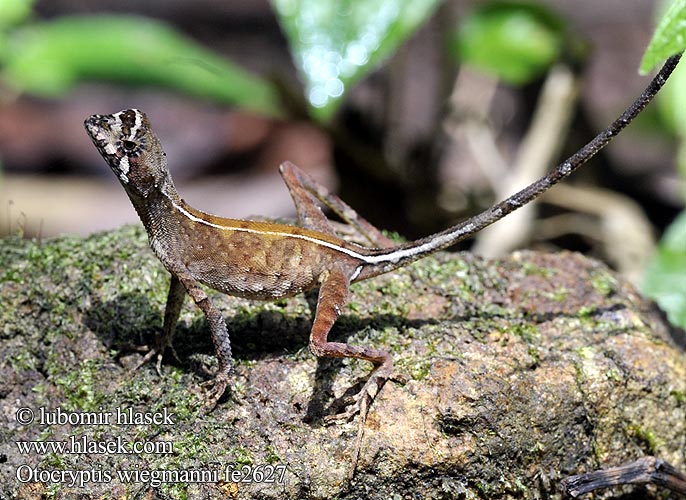 Wiegmanns Agame Цейлонская скрытоухая агама Brown-patched Kangaroo lizard Wiegmann's Agama Sri Lankan Kangaroo Lizard Otocryptis wiegmanni