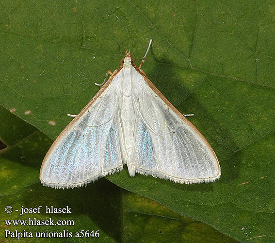 Palpita vitrealis Pyralis unionalis Jasminznsler Jasmine moth