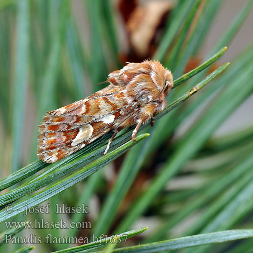 Tallfly マツキリガ（ Furufly Panolis flammea Pine Beauty Moth