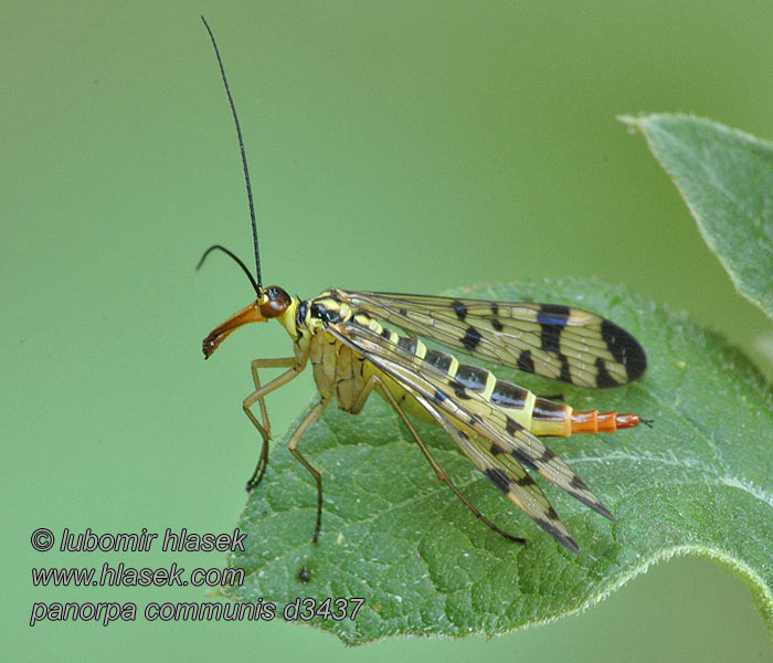 Panorpa communis Gewone schorpioenvlieg Közönséges skorpiólégy Srpica obyčajná Vanlig skorpionslända