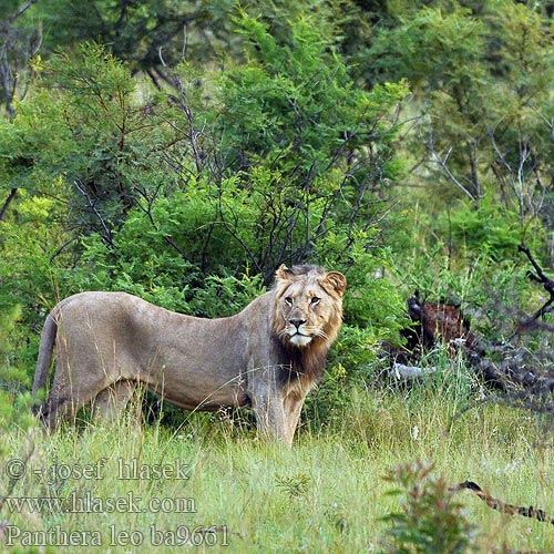 Afrikanleijona Leijona Leeuw leone africano