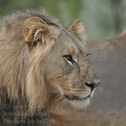 Afrikansk hanløve Afrikanleijona Leijona Leeuw leone