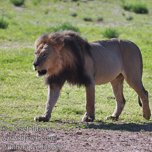 León Afrikanskt lejon Ü|af|leeu اسد лъв