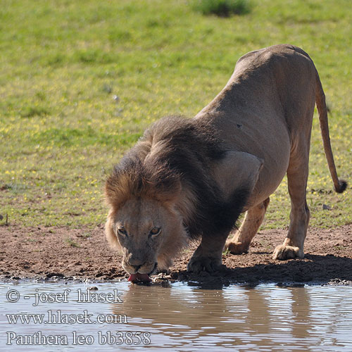 Afrikanskt lejon Ü|af|leeu اسد лъв 獅 獅