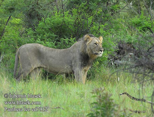 אריה: सिंह Singa 獅子 ライオン liūtas