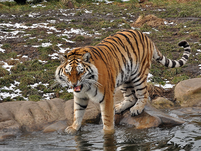 Panthera tigris بر Tiikeri Tíogar 老虎  𐍄𐌹𐌲𐍂𐍃 વાઘ Lo-fú טיגריס बाघ Tigar