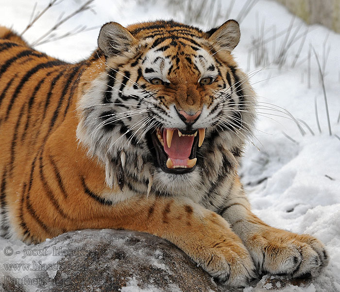 Panthera tigris Тигар കടുവ Бар वाघ Harimau बाघ Tijger