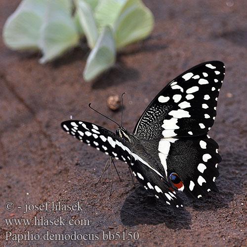 Citrus swallowtail Zitrus-Schwalbenschwanz Парусник демодок Papilio demodocus