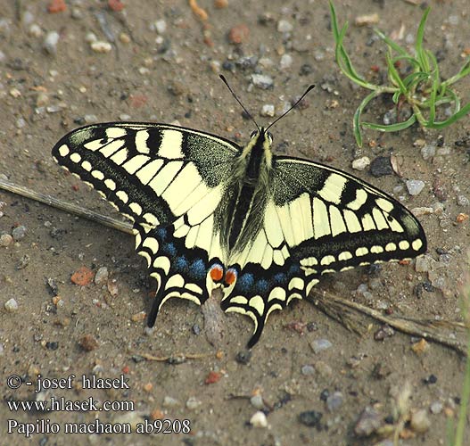 Papilio machaon Otakárek fenyklový Makaon Machaon Schwalbenschwanz