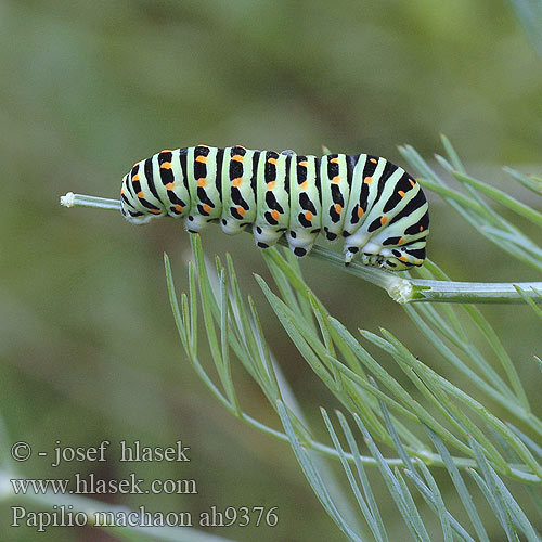 Papilio machaon Fecskefarkú lepke Coada-randunicii Coada-rândunicii