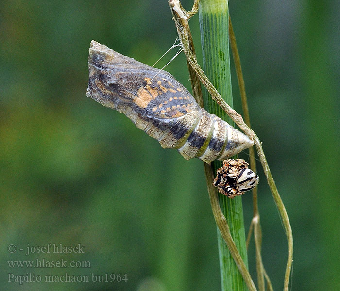 Papilio machaon Otakárek fenyklový Makaon Machaon Schwalbenschwanz