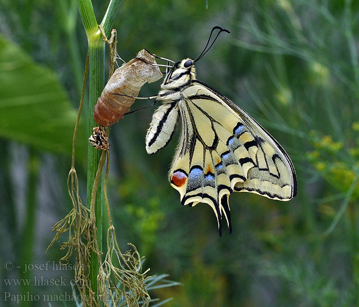 Papilio machaon Vidlochvost fenyklový