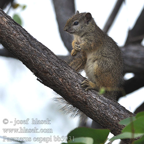 Smith's Bush Squirrel Yellow-footed Tree Boomeekhoring