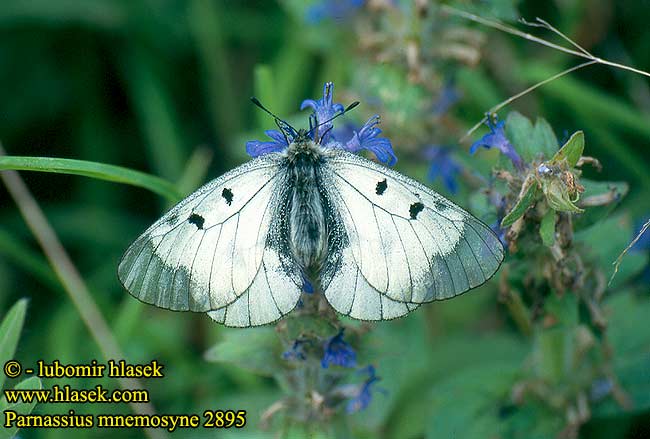 Parnassius Mnemosyne Jason Dymnivkovy Clouded Apollo Butterfly