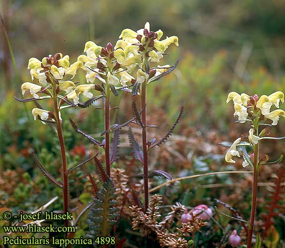 Pedicularis lapponica Lapland lousewort woodbetony Laplands-troldurt