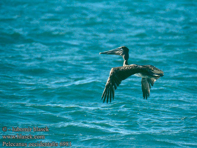 Pelikán hnědý Пеликан бурый Pelikan brunatny Tengeri pelikán Pelecanus occidentalis Brown Pelican Pélican brun Pelícano pardo Braunpelikan