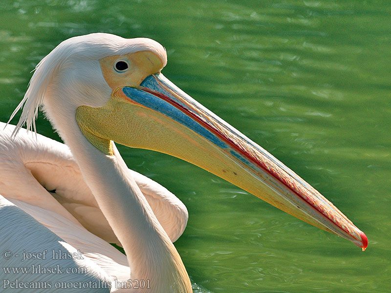 Roze Pelikaan Pelikan różowy Pelicano-vulgar 白鵜
