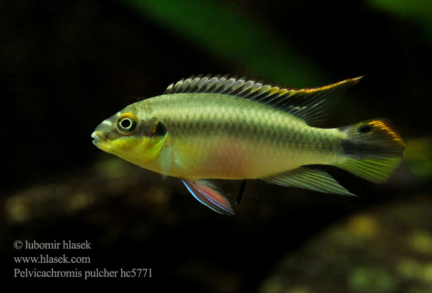 Pelvicachromis pulcher hc5771