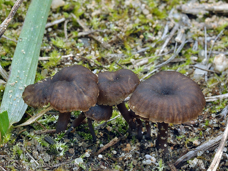 Phaeotellus griseopallidus Fältnavling