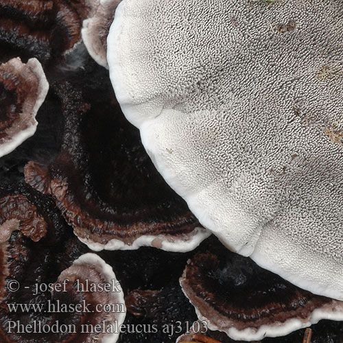 Phellodon melaleucus aj3103
