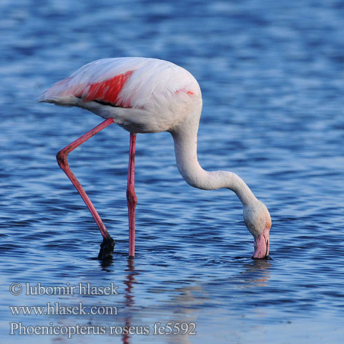 Greater Flamingo פלמינגו Phoenicopterus ruber roseus