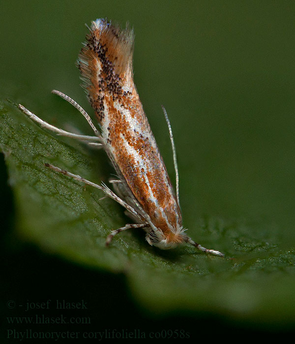 Hawthorn Red Midget Moth Phyllonorycter corylifoliella