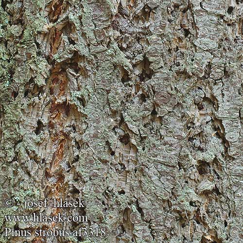 Pinus strobus Sosna wejmutka Borovica hladká Borovice vejmutovka
