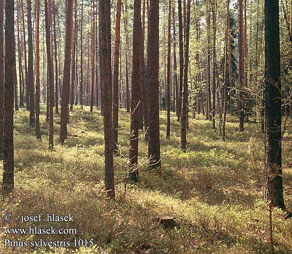 Pinus sylvestris  Scots Pine Scotch Fir Skov-Fyr Skovfyr