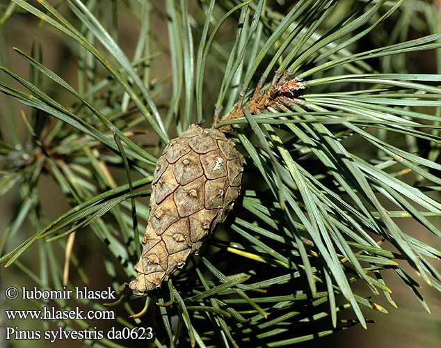 Pinus sylvestris borovice lesní Pino albar silvestre Tall