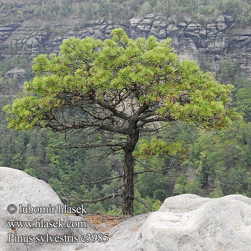 Pinus sylvestris Borovice lesní Pino albar silvestre Tall