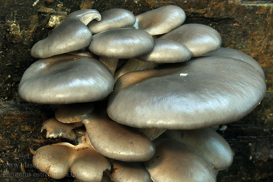 Oyster Mushroom 平菇 Pleurotus ostreatus