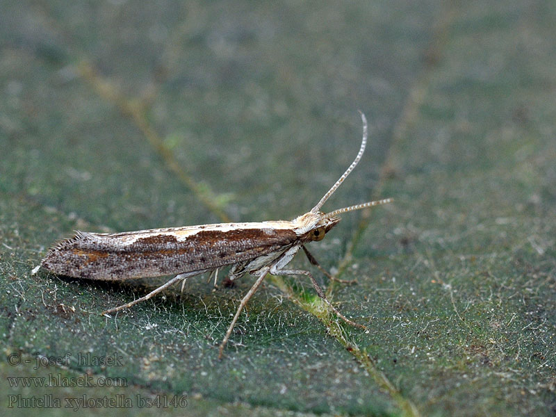 Plutella xylostella Zápředníček polní Kohlschabe Diamondback moth