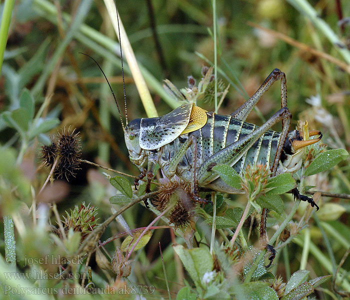 Kobylka zúbkatá Polysarcus denticauda