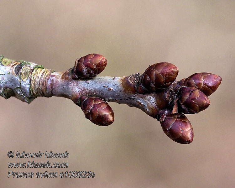 Prunus avium Fuglekirsebær Čerešňa vtáčia Imeläkirsikka Sötkörsbär