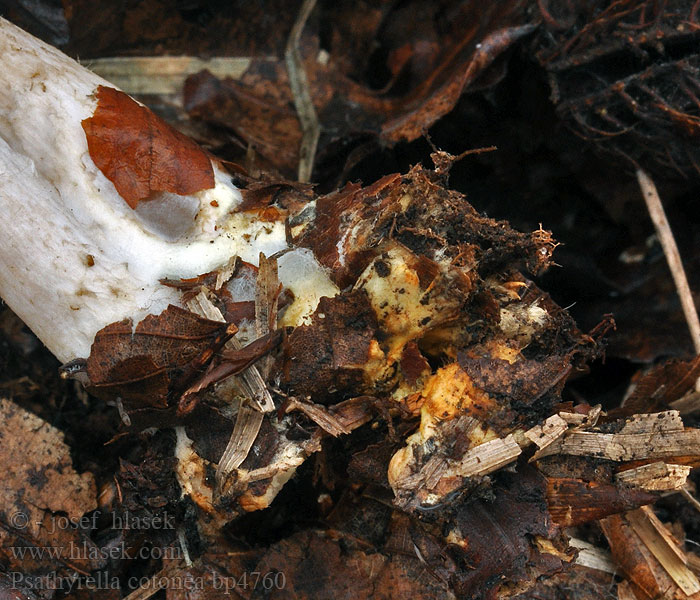 Psathyrella cotonea Kruchaweczka brudnobiała