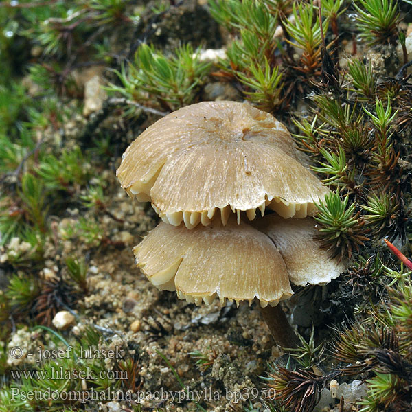Clitocybe pachyphylla Galliger Trichterling