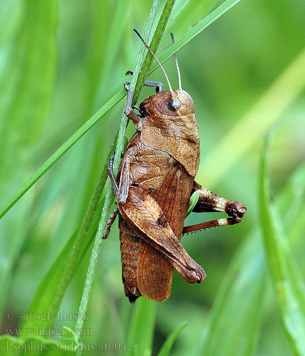 Psophus stridulus Rattle Grasshopper