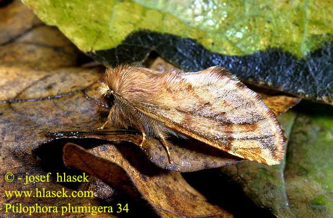 Ptilophora plumigera Chochlatka javorová