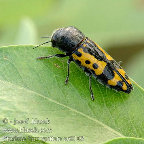 Ptosima flavoguttata ae8108 UK: metalic wood-boring beetle FI: Nirhakauniainen HU: Sokfoltos díszbogár DE: Schlehen-Prachtkäfer Punktschild-Prachtkäfer CZ: Krasec žlutoskvrnný SYN: undecimmaculata