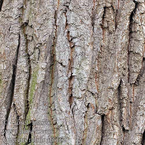 Quercus robur Dob poletni hrast kalitev Roble albar carvallo
