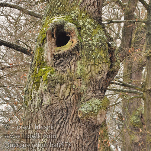 Quercus robur Chêne pédonculé Hrast lužnjak Zomereik