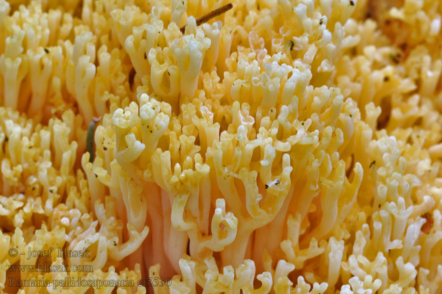 Ramaria pallidosaponaria Gelatinöse Koralle