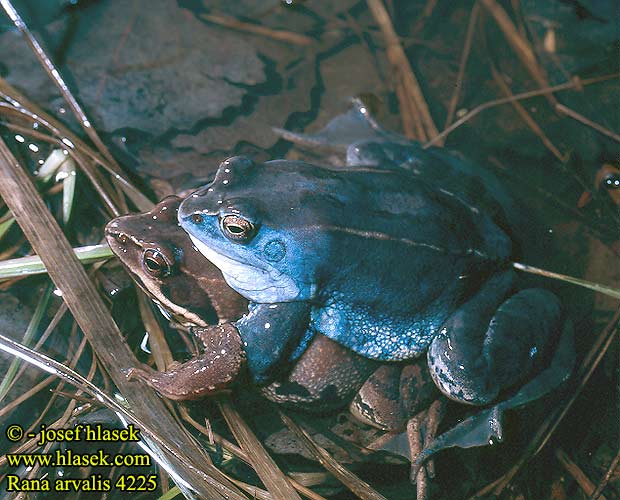 Rana arvalis Moor Frog Spidssnudet frø