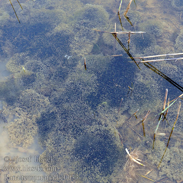 Rana temporaria Grass Frog Common Butsnudet frø