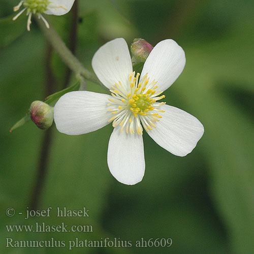 Ranunculus platanifolius Лютик платанолистный Iskerník platanolistý